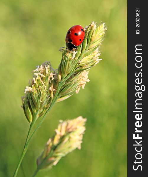 The ladybird sits on a grass