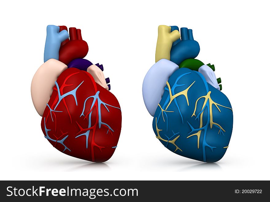 3d illustration of Human heart