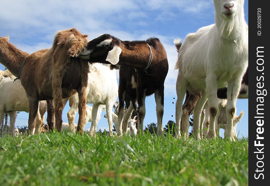 Two rude goats in a group. Low vantage point.