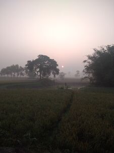 Tree Stand In Open Field As The Sun Makers The Morning Fog Glow Around The Tree. Royalty Free Stock Images Tree Stand In Open Field As The Sun Makers The Morning Fog Glow Around The Tree. Royalty Free Stock Images