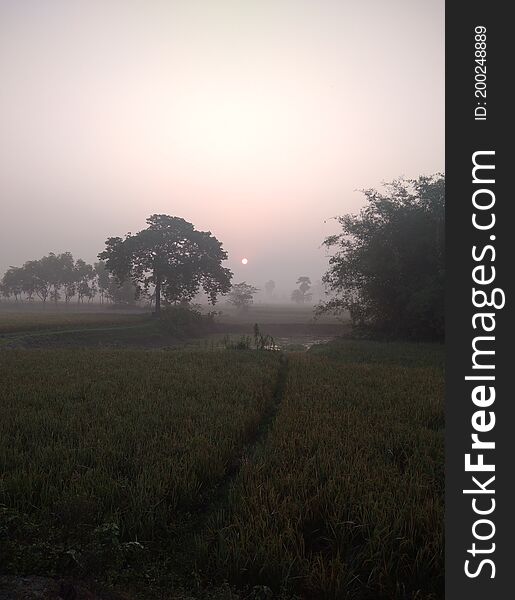 Tree Stand In Open Field As The Sun Makers The Morning Fog Glow Around The Tree.