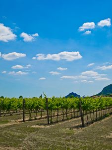 Grapevine Plants In A Vineyard Royalty Free Stock Photography Grapevine Plants In A Vineyard Royalty Free Stock Photography