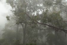 Foggy And Mystical Forest Stock Photos Foggy And Mystical Forest Stock Photos