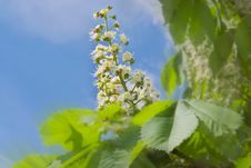 Chestnut Flowers Royalty Free Stock Photography