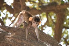 Long-tailed Macaque Stock Photo Long-tailed Macaque Stock Photo