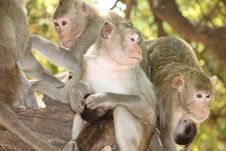 Long-tailed Macaque Stock Photos Long-tailed Macaque Stock Photos