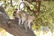 Long-tailed Macaque Royalty Free Stock Photo Long-tailed Macaque Royalty Free Stock Photo
