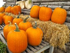 Pumpkins Royalty Free Stock Photos Pumpkins Royalty Free Stock Photos