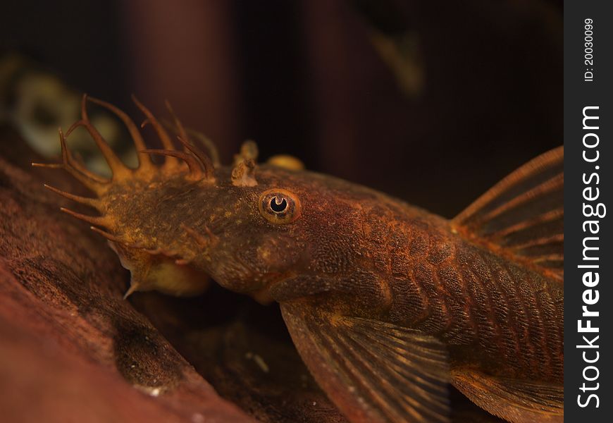 Close up of male, red Ancistrus catfish