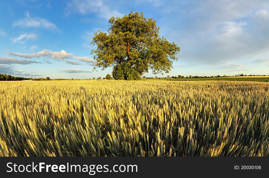 Alone oak tree standing in the wheat field