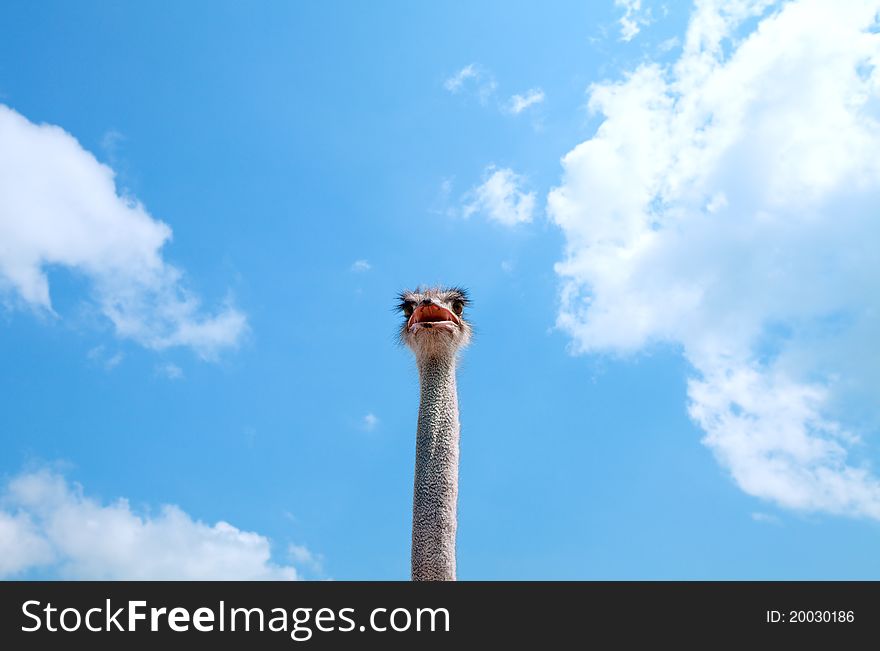 Head of an ostrich against the blue sky with clouds. Head of an ostrich against the blue sky with clouds