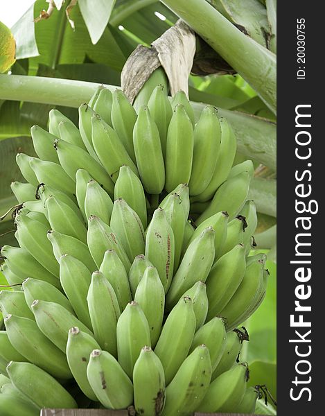 Green banana  in my farm (eastern of  Thailand )