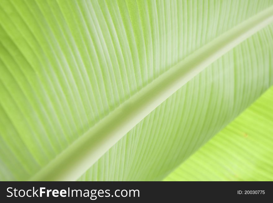 Green banana leaves texture in my farm ( Thailand )