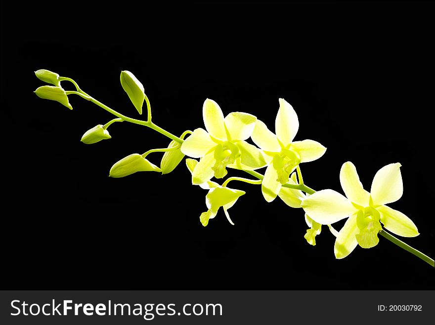 Bright green Orchid On Black