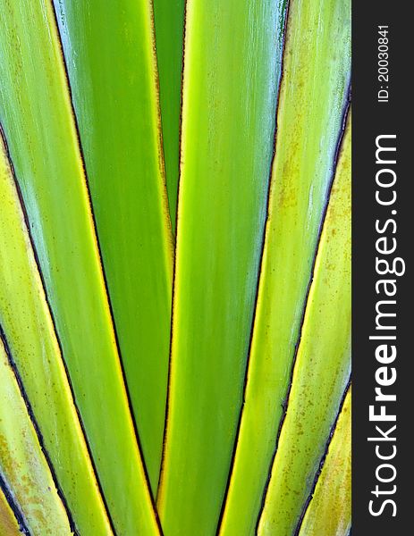 Leaf bases on a Traveller's Palm (Ravenala madagascariensis). Leaf bases on a Traveller's Palm (Ravenala madagascariensis)