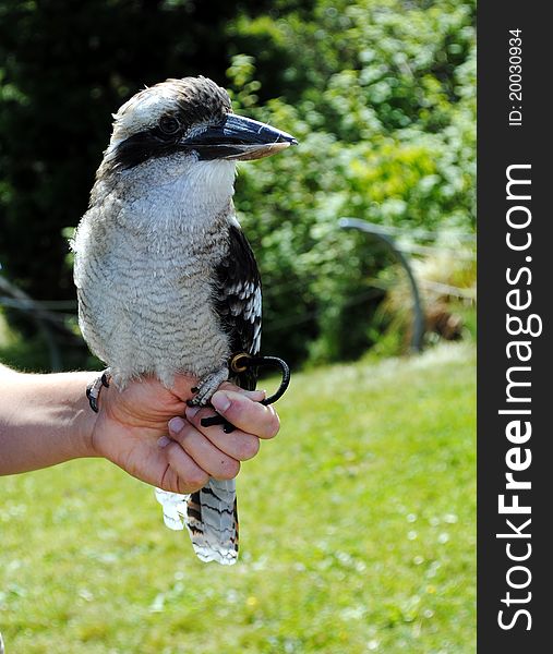 Closeup of a Laughing Kookaburra