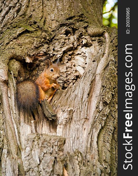 Ðµhe squirrel is siting on a tree. Ðµhe squirrel is siting on a tree