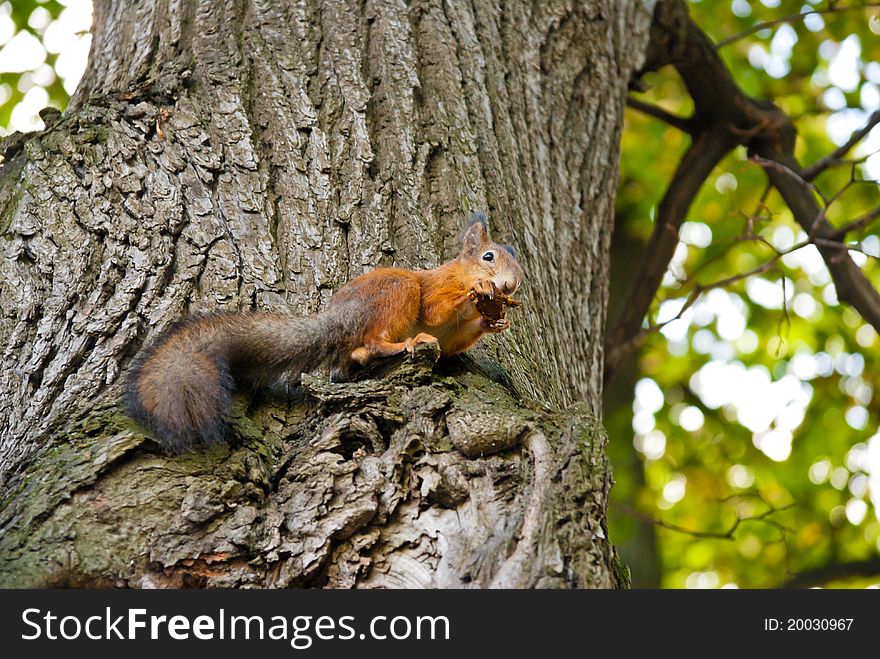 A squirrel is siting on a tree and is nibbling a piece of bark. A squirrel is siting on a tree and is nibbling a piece of bark