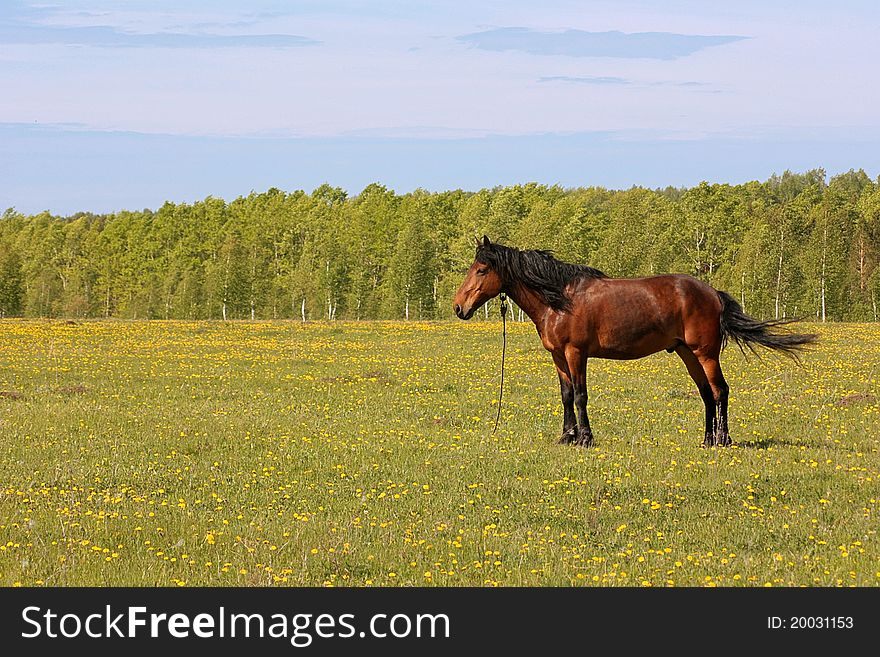 The Beautiful Horse Is Grazed On A Green Meadow