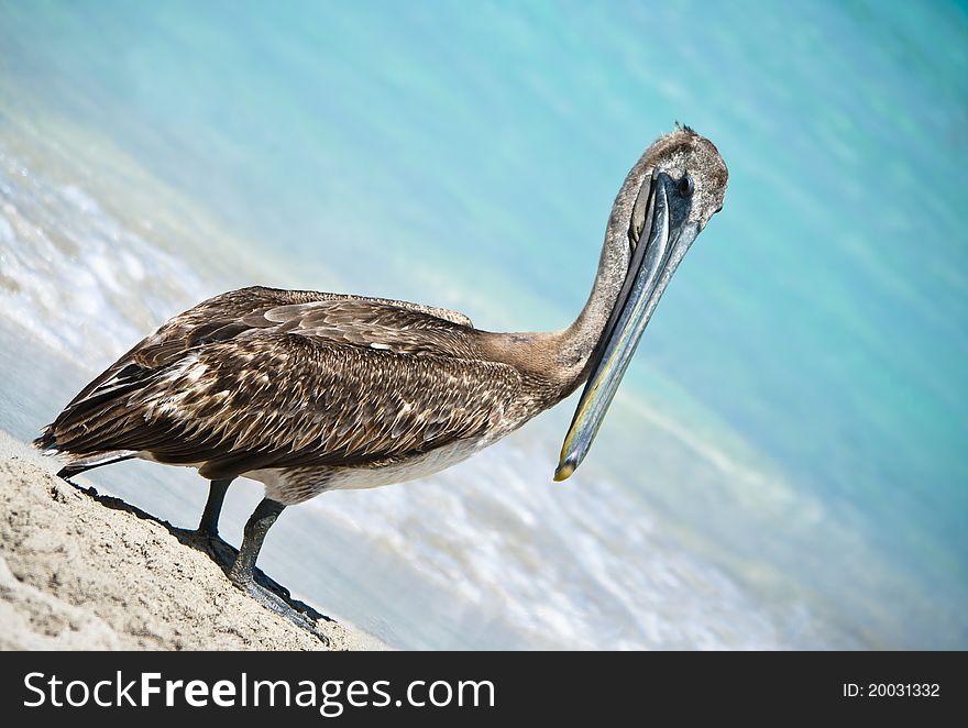 Posing Pelican