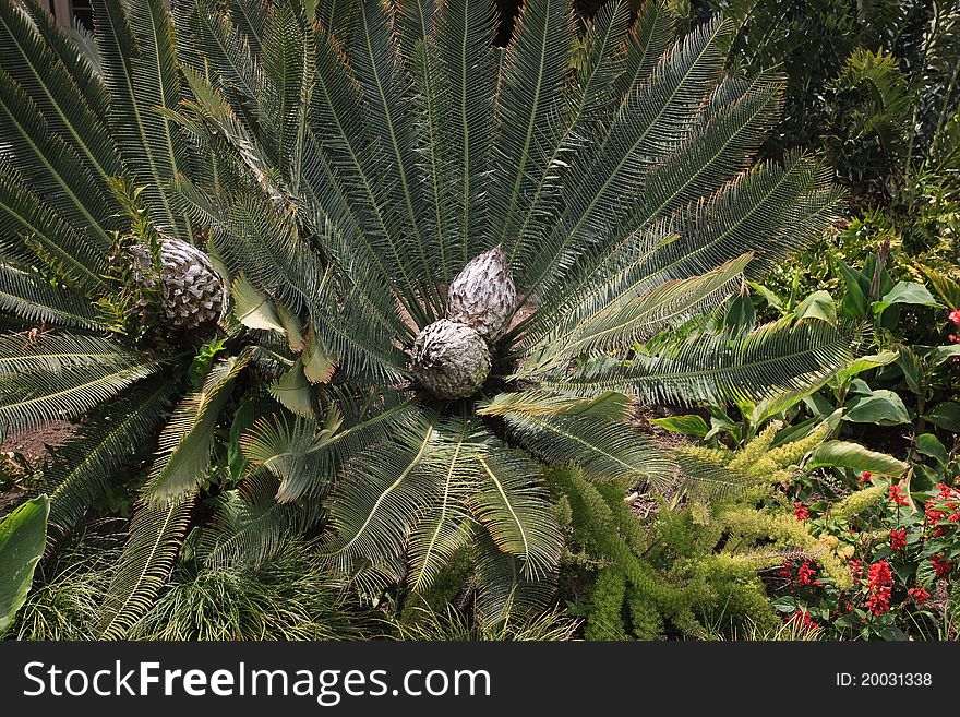Mature Palm with several seed pods. Mature Palm with several seed pods