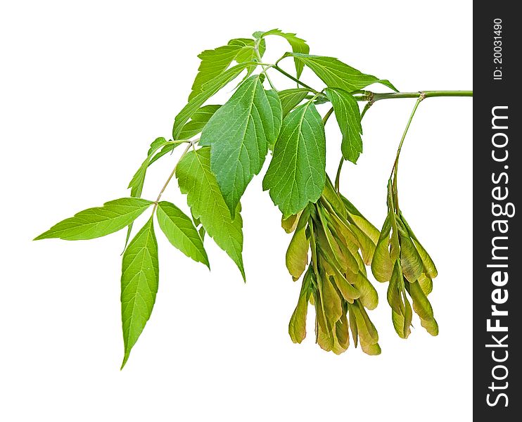 Green leaves and seeds of maple on a white background close-ups. Green leaves and seeds of maple on a white background close-ups.