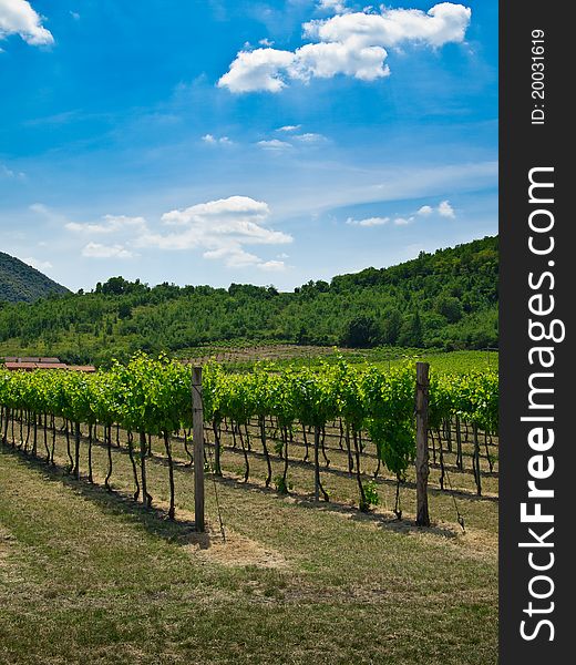 Grape, grapevine plants in a beautiful vineyard. Grape, grapevine plants in a beautiful vineyard