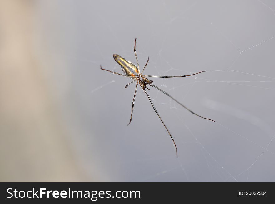 A single long-jawed Orb Weaver Spider (Tetragnatha)