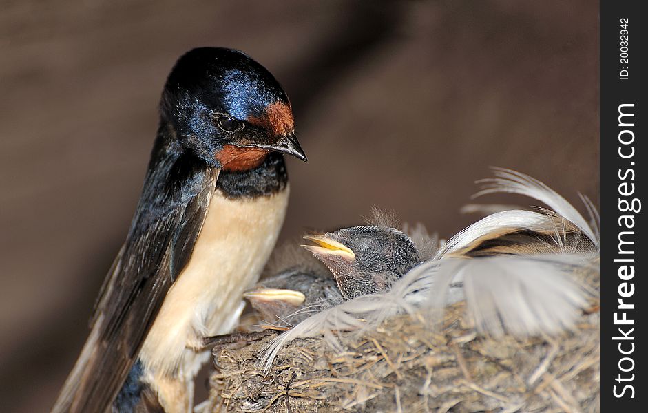 A european swallow with her child
