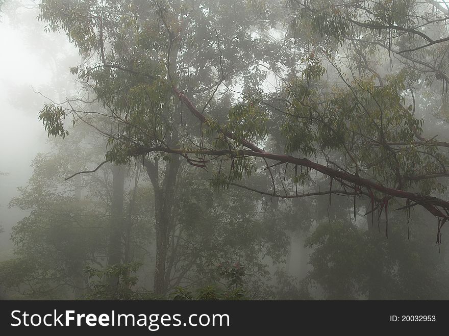 Foggy And Mystical Forest