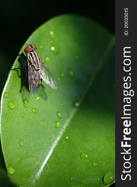 Fly on the leaflet. After light rain Sun again shines and this fly looks very attractive