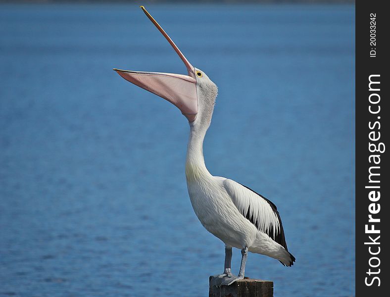 The beautiful pelikan bird in a wildlife