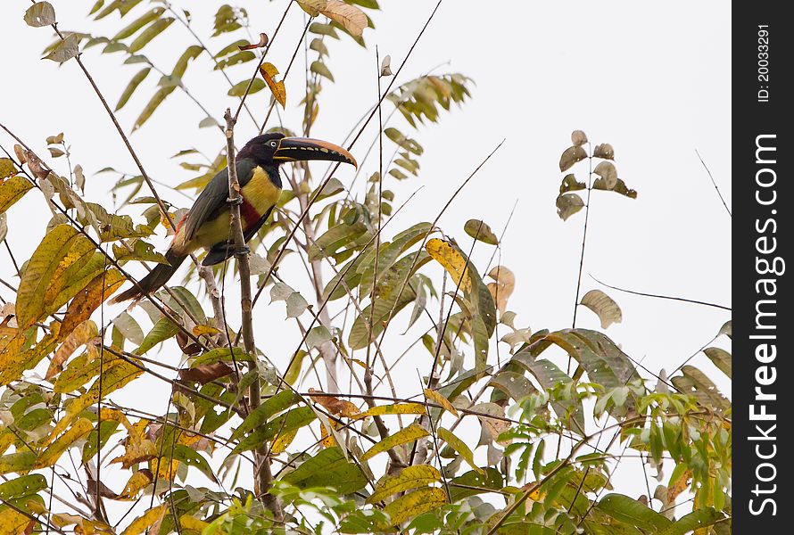 A Chestnut-eared Aracari ( Pteroglossus castanotis) shows the unbelievable colors of itÃ‚Â´s beak and plumage.