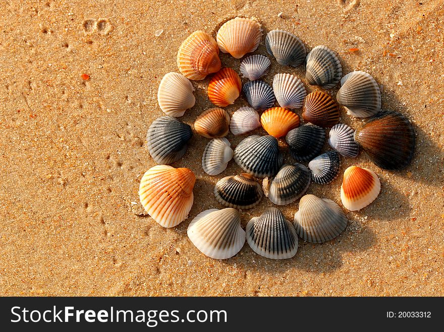 Colorful shells arranged beautifully at an arabian sea seashore