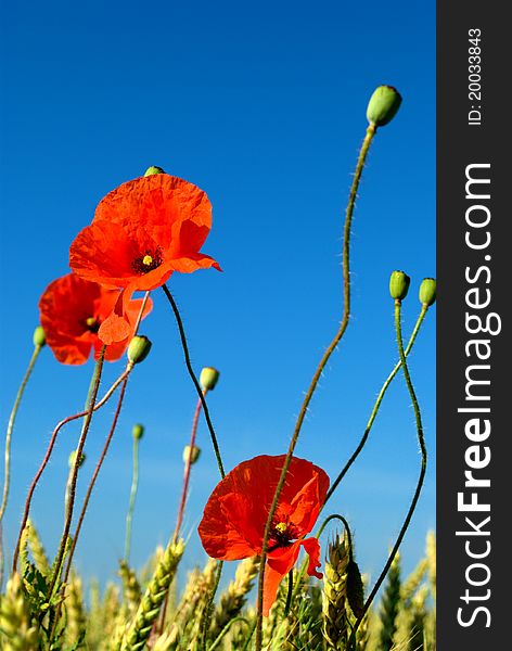 Red poppy on background of blue sky