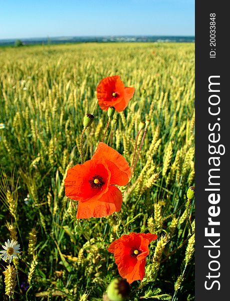 Poppy flower among a field of wheat