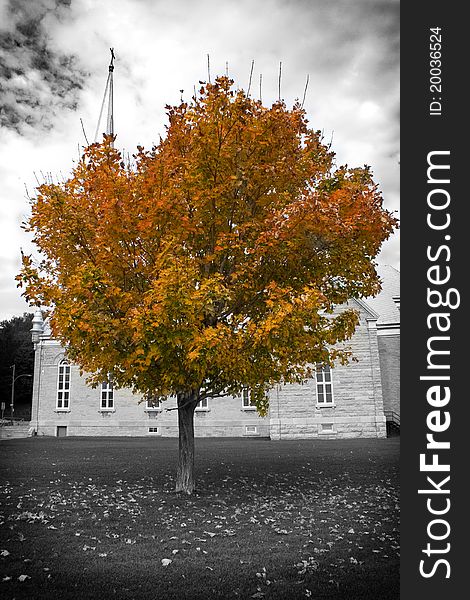 Autumn tree in front of a church. Autumn tree in front of a church