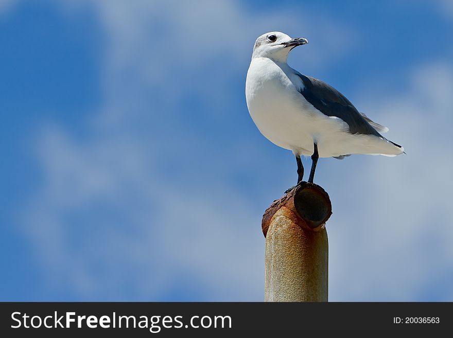 This seagull was waiting around to grab anything edible the tourists may drop or toss his way. This seagull was waiting around to grab anything edible the tourists may drop or toss his way.