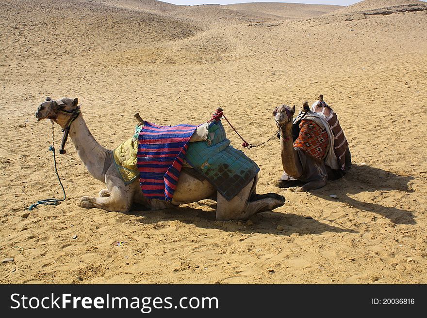 Two camels resting before carrying tourists in the pyramids, Egypt. Two camels resting before carrying tourists in the pyramids, Egypt