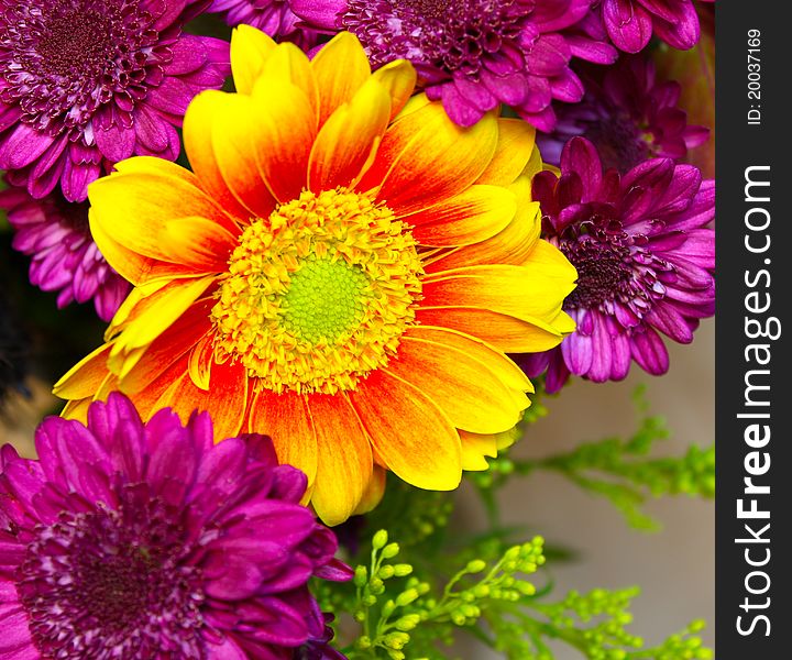 Sunburst Sunflower surrounded by purple flowers