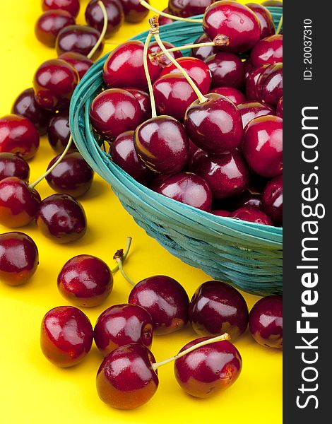 Studio-shot of a green basket full with fresh picked organic cherries on a yellow background.