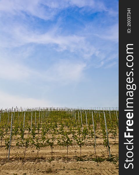 Barbera vineyard during spring season, Monferrato area, Piedmont region, Italy. Barbera vineyard during spring season, Monferrato area, Piedmont region, Italy
