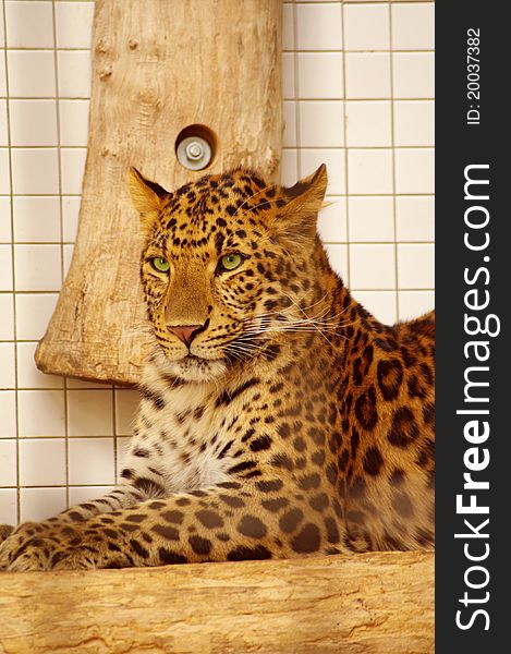 Leopard resting in the zoo's cage, Germany. Leopard resting in the zoo's cage, Germany