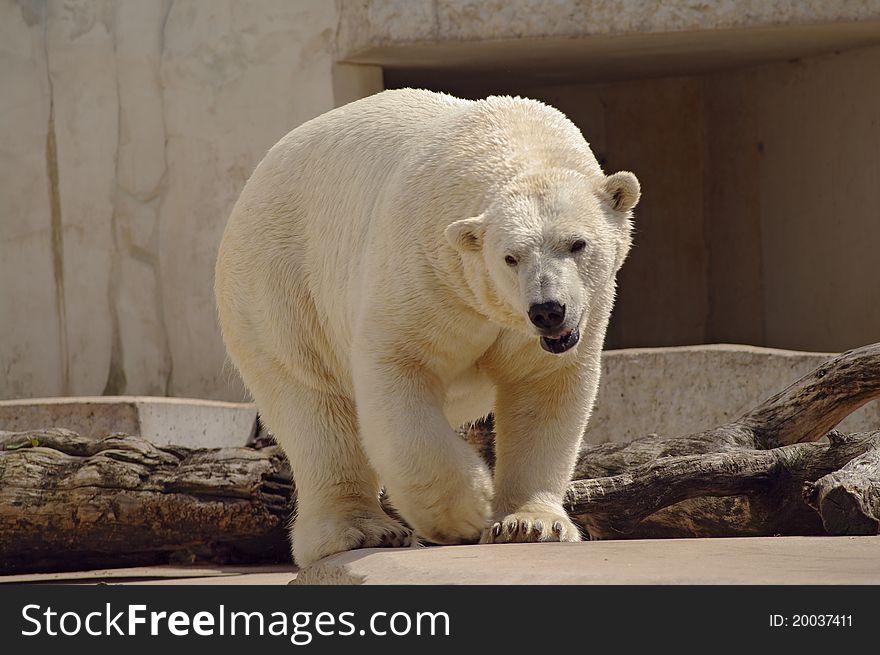 Polar Bear In The Zoo S Pavilion