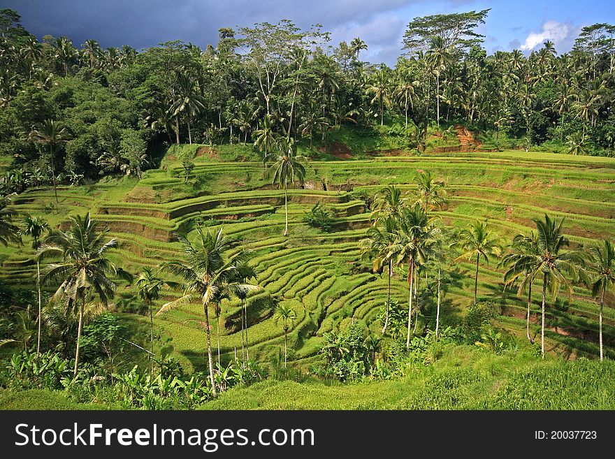 Green Rice terraces in Bali, Indonesia