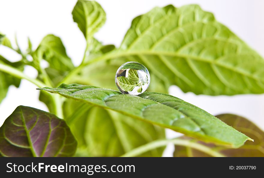 Plants and water on white background. Plants and water on white background