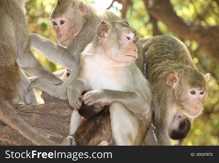 Long-tailed Macaque