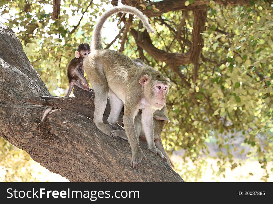 A picture of Long-tailed Macaque wildlife action in forest park