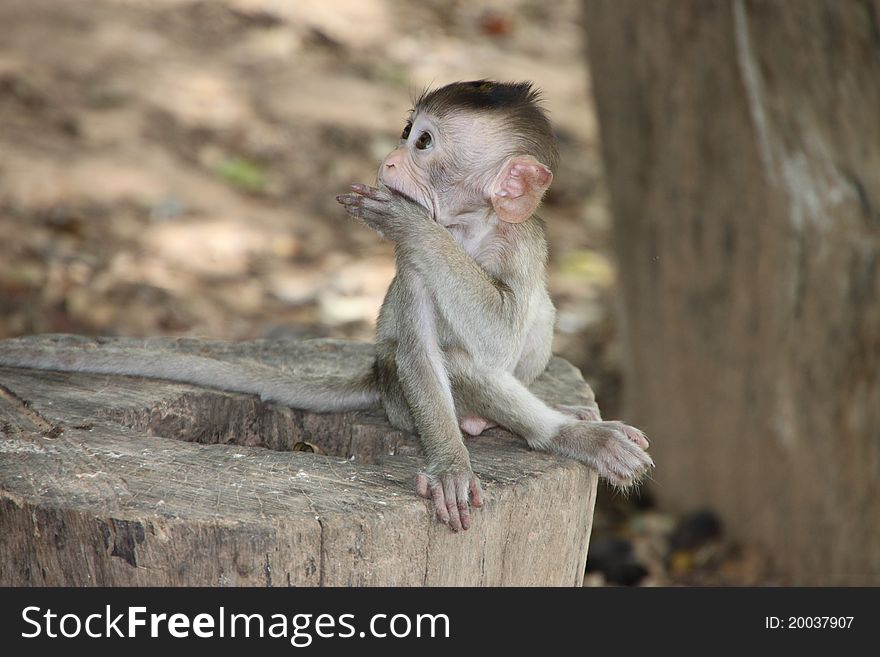 A picture of Long-tailed Macaque wildlife action  in forest park