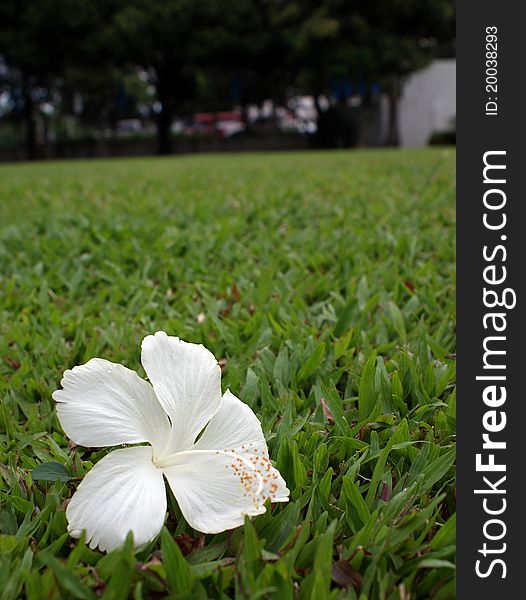 White flower on green grass. White flower on green grass